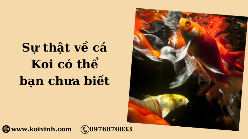 Những Sự Thật Về Koi Có Thể Bạn Chưa Biết