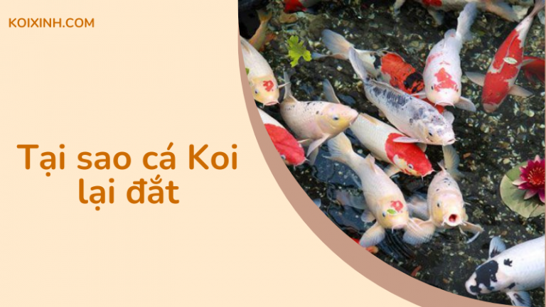 Tại Sao Cá Koi Lại đắt Như Vậy?