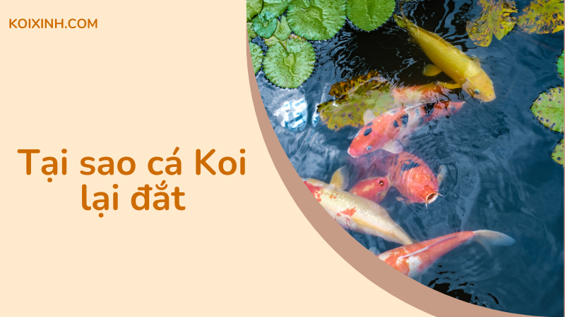 Tại Sao Cá Koi Lại đắt Như Vậy?
