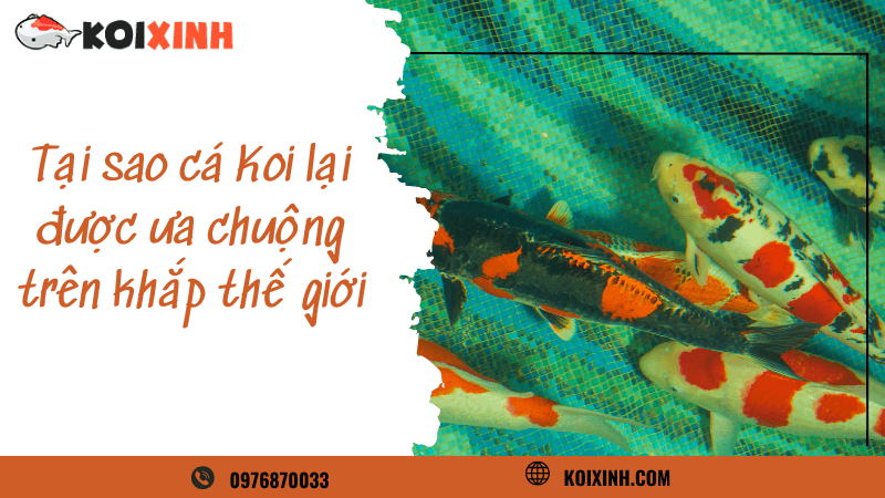 Tại Sao Cá Koi Lại được ưa Chuộng Trên Khắp Thế Giới Tại Sao Cá Koi Lại được ưa Chuộng Trên Khắp Thế Giới