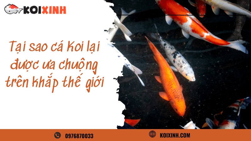 Tại Sao Cá Koi Lại được ưa Chuộng Trên Khắp Thế Giới Tại Sao Cá Koi Lại được ưa Chuộng Trên Khắp Thế Giới