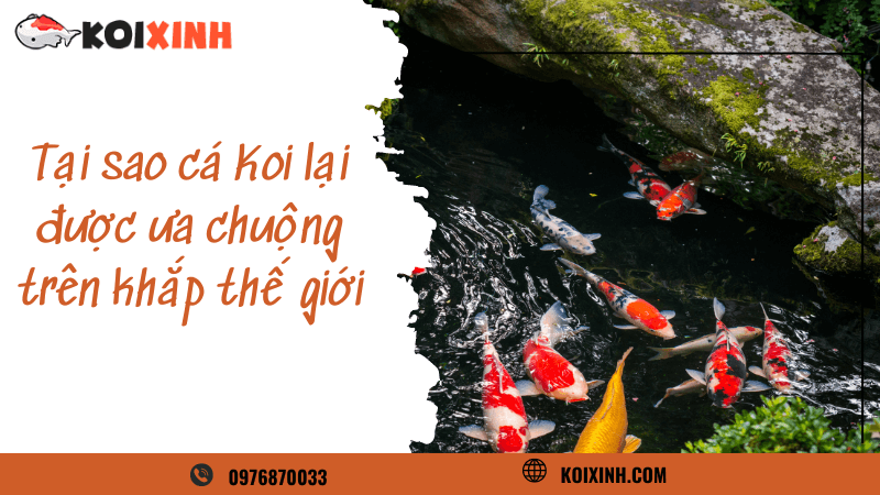 Tại Sao Cá Koi Lại được ưa Chuộng Trên Khắp Thế Giới Tại Sao Cá Koi Lại được ưa Chuộng Trên Khắp Thế Giới