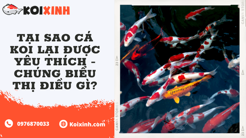 Tại Sao Cá Koi Lại được Yêu Thích – Chúng Biểu Thị điều Gì?