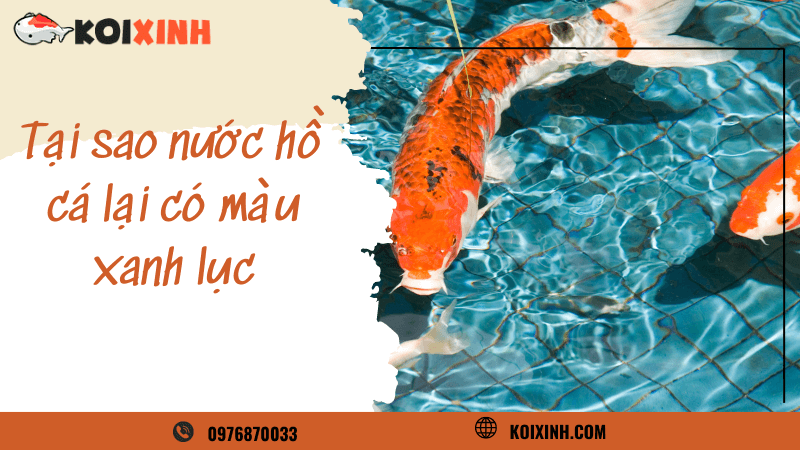 Tại Sao Nước Hồ Cá Lại Có Màu Xanh Lục