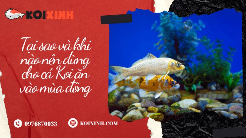 Tại Sao Và Khi Nào Nên Dừng Cho Cá Koi ăn Vào Mùa đông