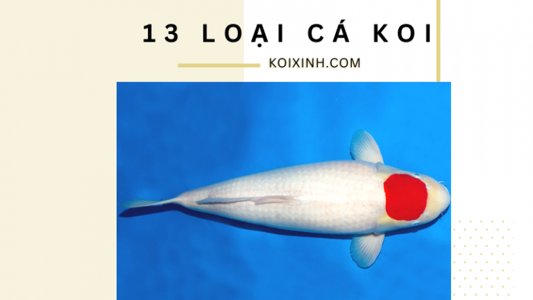 13 Loại Cá Koi Khác Nhau 13 Loại Cá Koi Khác Nhau