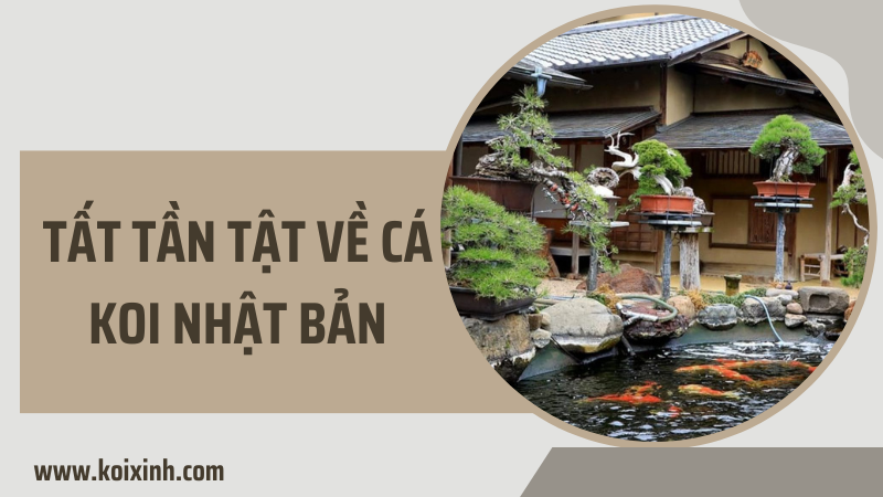 Tất Tần Tật Về Cá Koi Nhật Bản