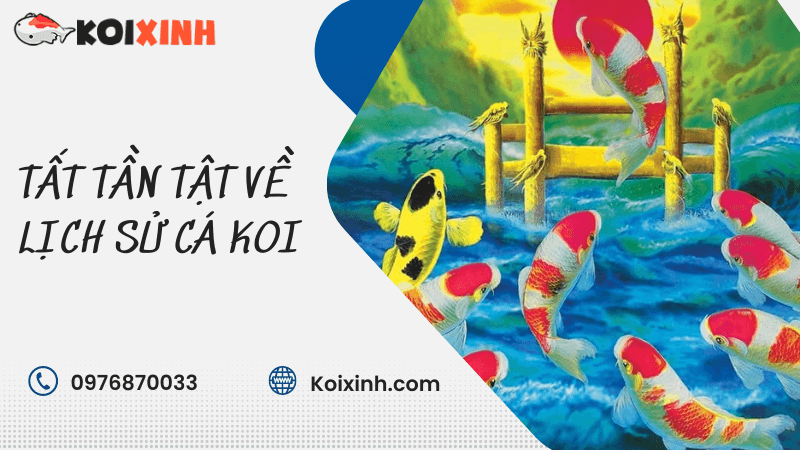 Tất Tần Tật Về Lịch Sử Cá Koi
