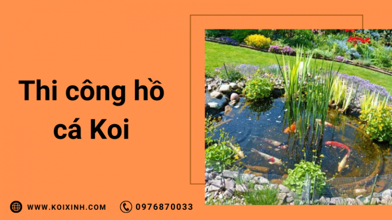 Thi Công Hồ Cá Koi Thi Công Hồ Cá Koi