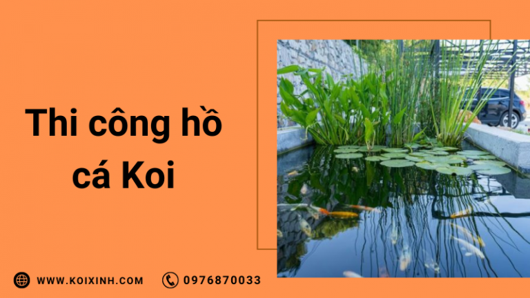 Thi Công Hồ Cá Koi Thi Công Hồ Cá Koi