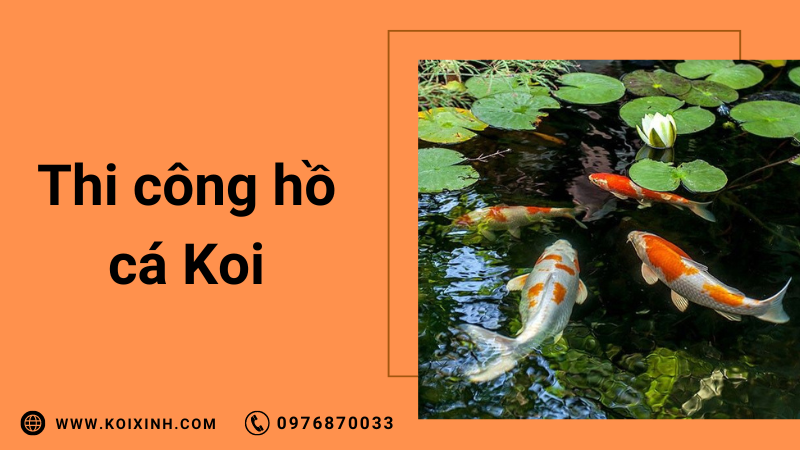 Thi Công Hồ Cá Koi