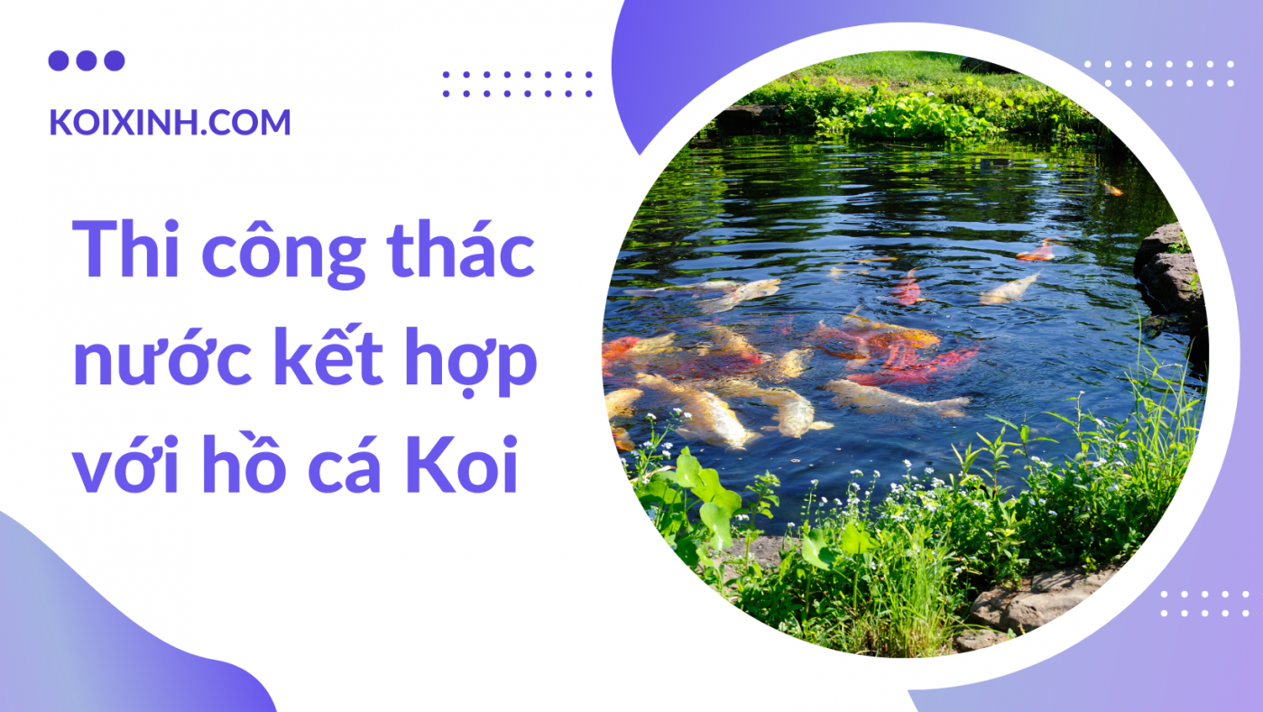 Thi Công Thác Nước Kết Hợp Với Hồ Cá Koi