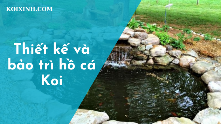 Thiết Kế Và Bảo Trì Hồ Cá Koi