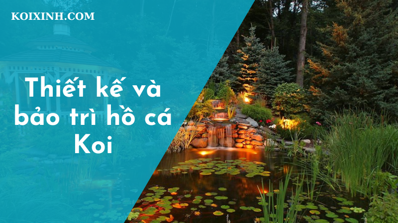 Thiết Kế Và Bảo Trì Hồ Cá Koi