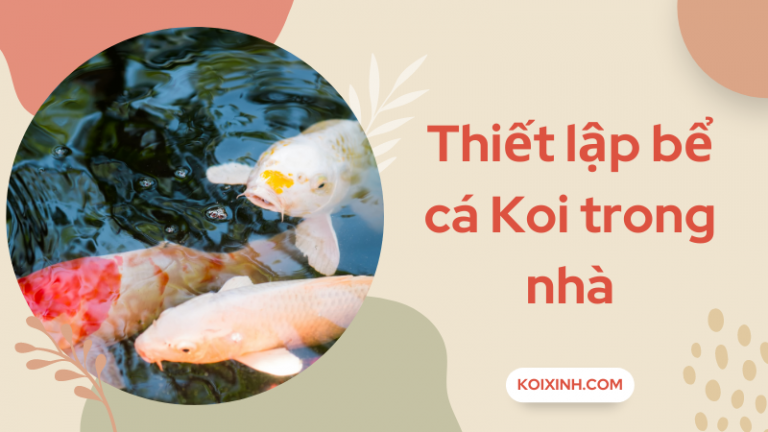 Làm Thế Nào để Thiết Lập Một Bể Cá Koi Trong Nhà Làm Thế Nào để Thiết Lập Một Bể Cá Koi Trong Nhà