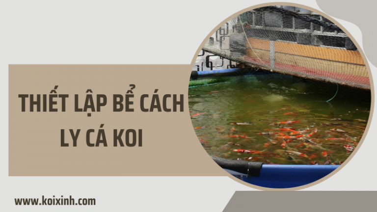 Quy Trình & Thiết Lập Bể Cách Ly Cá Koi