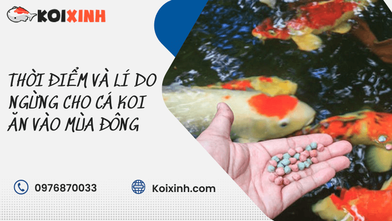 Thời điểm Và Lí Do Ngừng Cho Cá Koi ăn Vào Mùa đông