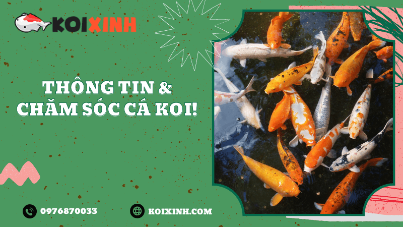 Thông Tin & Chăm Sóc Cá Koi!