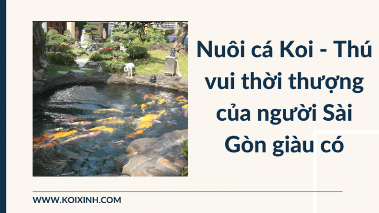 Nuôi Cá Koi Là Một Thú Vui Thời Thượng Của Những Người Sài Gòn Giàu Có Nuôi Cá Koi Là Một Thú Vui Thời Thượng Của Những Người Sài Gòn Giàu Có