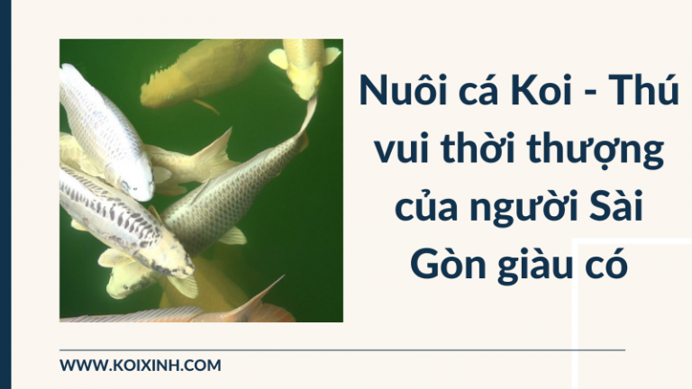 Nuôi Cá Koi Là Một Thú Vui Thời Thượng Của Những Người Sài Gòn Giàu Có Nuôi Cá Koi Là Một Thú Vui Thời Thượng Của Những Người Sài Gòn Giàu Có
