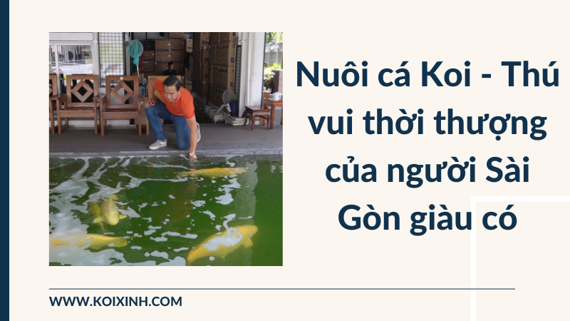 Nuôi Cá Koi Là Một Thú Vui Thời Thượng Của Những Người Sài Gòn Giàu Có