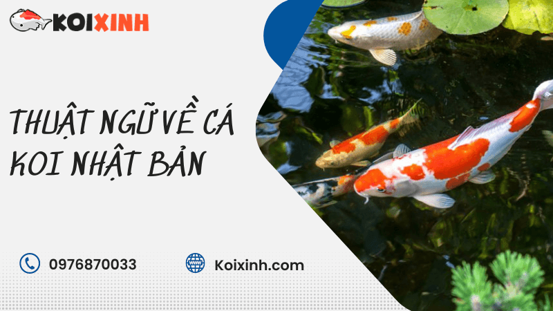 Thuật Ngữ Về Cá Koi Nhật Bản