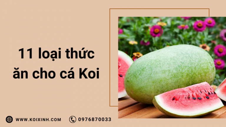 11 điều Cần Cho Cá Koi ăn Ngoài Thức ăn Cho Cá 11 điều Cần Cho Cá Koi ăn Ngoài Thức ăn Cho Cá