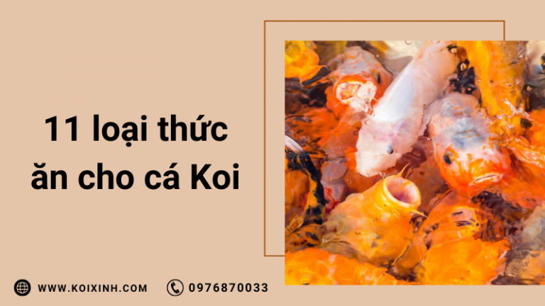 11 điều Cần Cho Cá Koi ăn Ngoài Thức ăn Cho Cá 11 điều Cần Cho Cá Koi ăn Ngoài Thức ăn Cho Cá