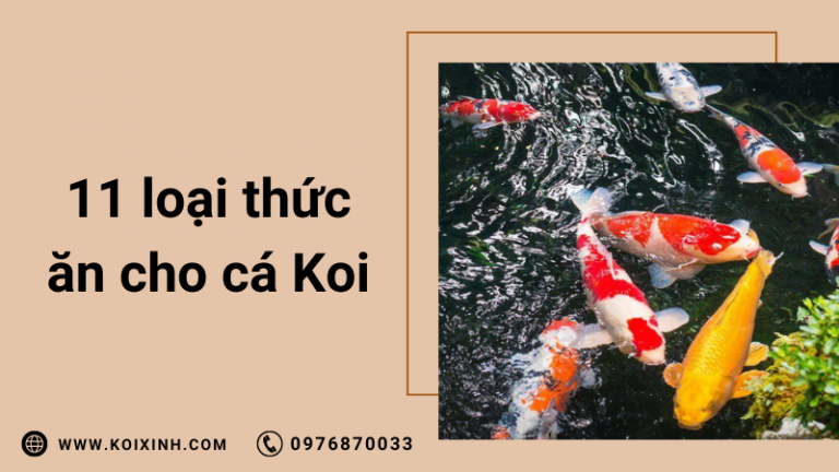 11 điều Cần Cho Cá Koi ăn Ngoài Thức ăn Cho Cá 11 điều Cần Cho Cá Koi ăn Ngoài Thức ăn Cho Cá