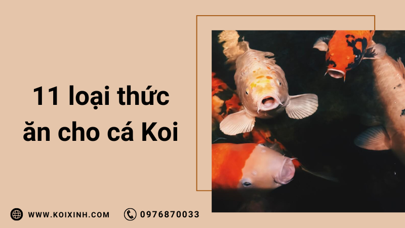 11 điều Cần Cho Cá Koi ăn Ngoài Thức ăn Cho Cá