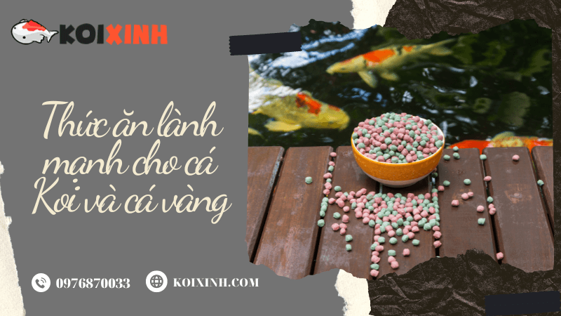 Thức ăn Lành Mạnh Cho Cá Koi Và Cá Vàng