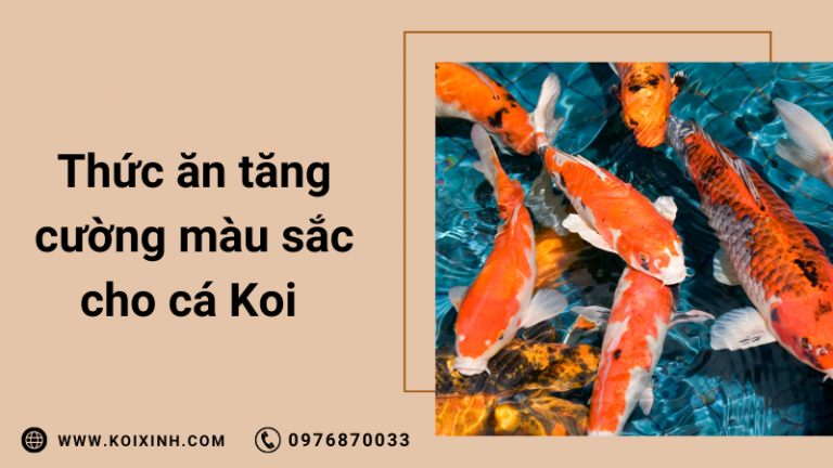 Thức ăn Cho Cá Koi Tốt Nhất để Tăng Cường Màu Sắc Và Tăng Trưởng Tối đa Thức ăn Cho Cá Koi Tốt Nhất để Tăng Cường Màu Sắc Và Tăng Trưởng Tối đa