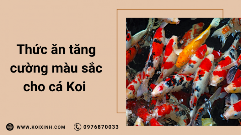 Thức ăn Cho Cá Koi Tốt Nhất để Tăng Cường Màu Sắc Và Tăng Trưởng Tối đa Thức ăn Cho Cá Koi Tốt Nhất để Tăng Cường Màu Sắc Và Tăng Trưởng Tối đa
