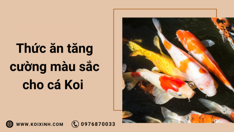 Thức ăn Cho Cá Koi Tốt Nhất để Tăng Cường Màu Sắc Và Tăng Trưởng Tối đa Thức ăn Cho Cá Koi Tốt Nhất để Tăng Cường Màu Sắc Và Tăng Trưởng Tối đa