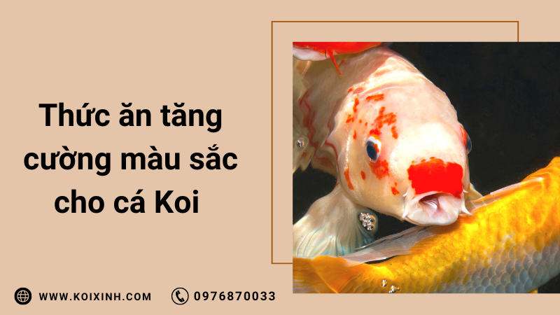 Thức ăn Cho Cá Koi Tốt Nhất để Tăng Cường Màu Sắc Và Tăng Trưởng Tối đa