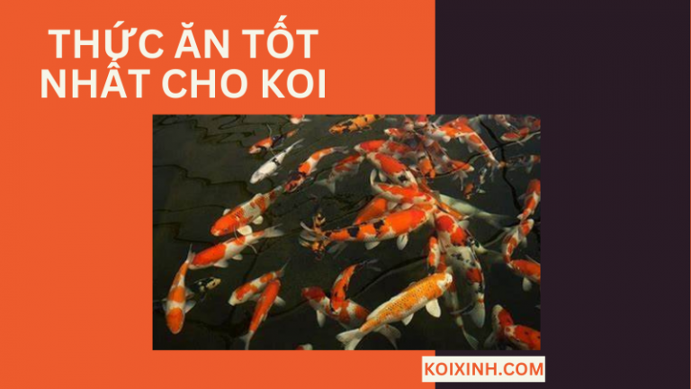 Thức ăn Nào Là Tốt Nhất Cho Koi? Thức ăn Nào Là Tốt Nhất Cho Koi?