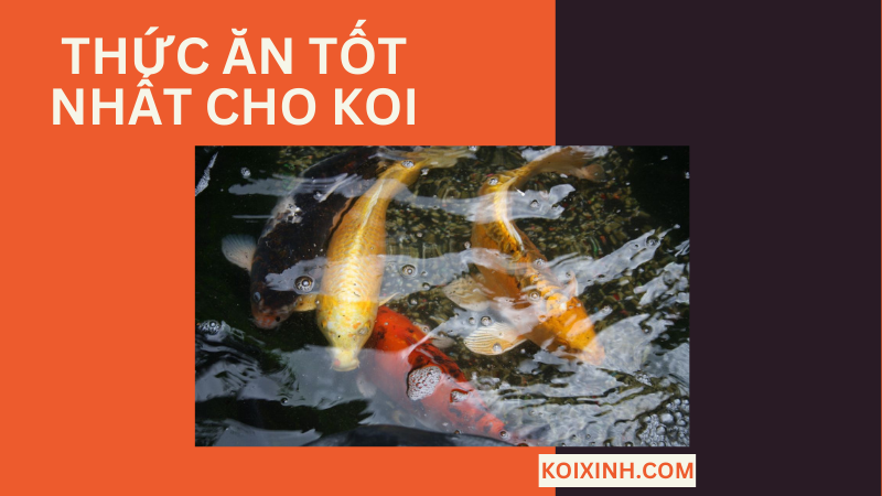 Thức ăn Nào Là Tốt Nhất Cho Koi?