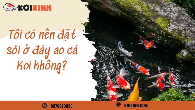 Tôi Có Nên đặt Sỏi ở đáy Ao Cá Koi Không?
