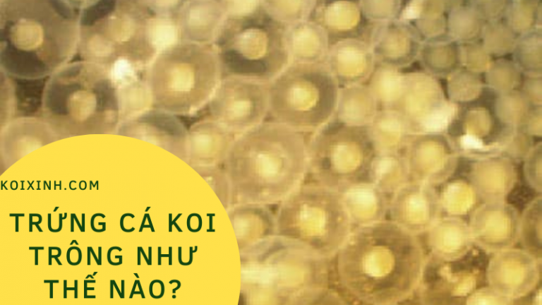 Trứng Cá Koi Trông Như Thế Nào? Trứng Cá Koi Trông Như Thế Nào?