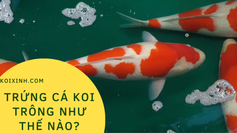Trứng Cá Koi Trông Như Thế Nào? Trứng Cá Koi Trông Như Thế Nào?