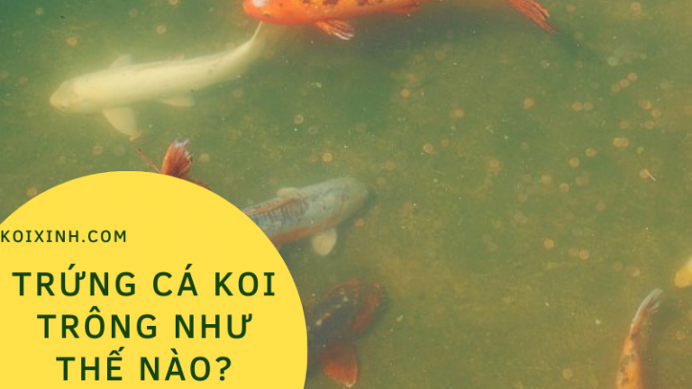 Trứng Cá Koi Trông Như Thế Nào? Trứng Cá Koi Trông Như Thế Nào?