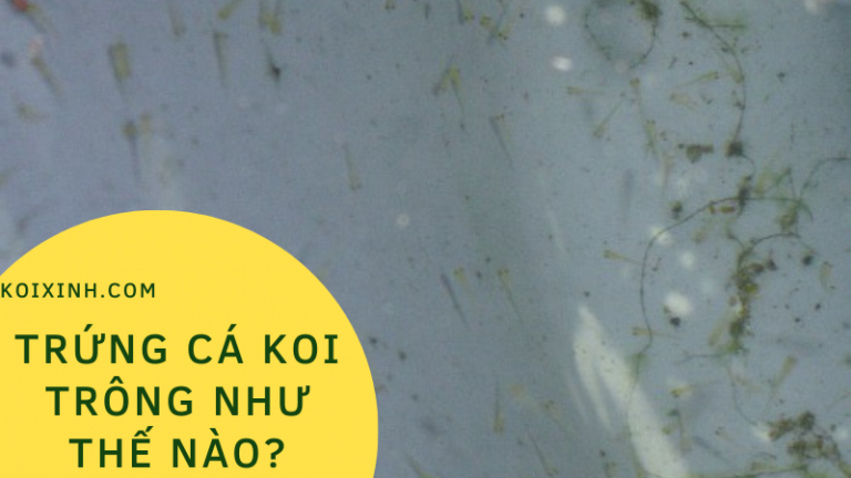Trứng Cá Koi Trông Như Thế Nào?