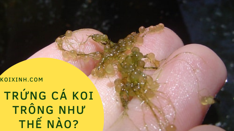 Trứng Cá Koi Trông Như Thế Nào?