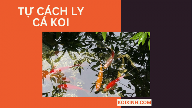 Tự Cách Ly Cá Koi Tự Cách Ly Cá Koi