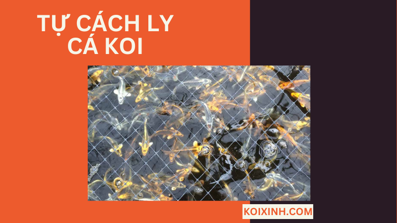 Tự Cách Ly Cá Koi
