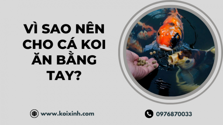 Vì Sao Nên Cho Cá Koi ăn Bằng Tay? Vì Sao Nên Cho Cá Koi ăn Bằng Tay?