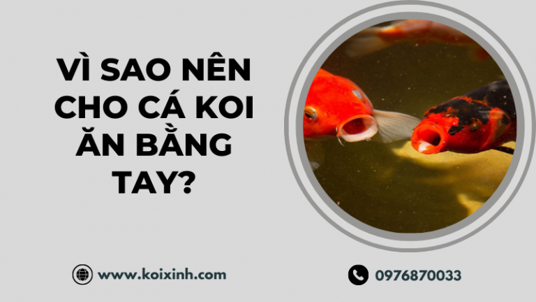 Vì Sao Nên Cho Cá Koi ăn Bằng Tay? Vì Sao Nên Cho Cá Koi ăn Bằng Tay?