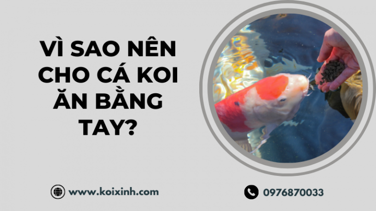 Vì Sao Nên Cho Cá Koi ăn Bằng Tay?
