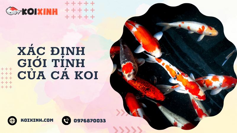 Xác định Giới Tính Của Cá Koi