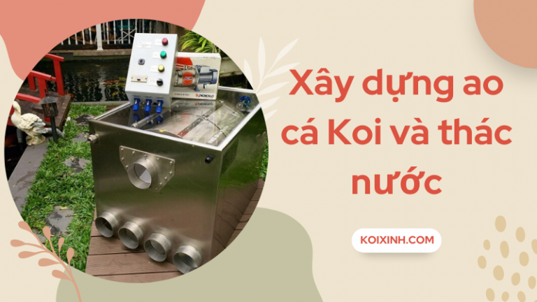 Cách Xây Dựng Một Ao Cá Koi Và Thác Nước